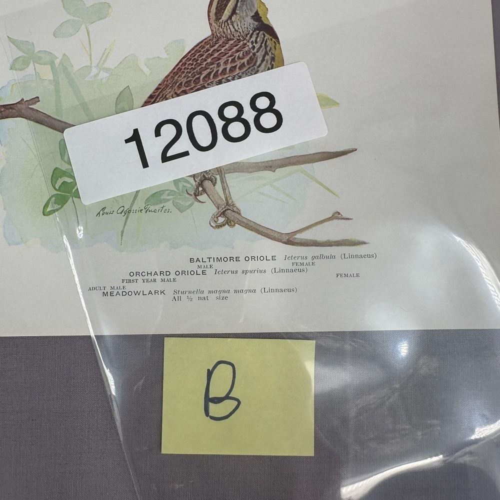 Louis Fuertes Baltimore Orchard Orioles Meadowlark 1936 Vintage Plate Wall Art - Picture 7 of 7